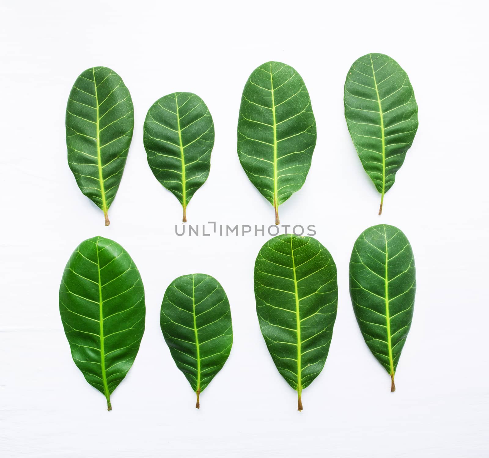 Green leaves yellow veins of  Cashew on white wooden background  by Bowonpat