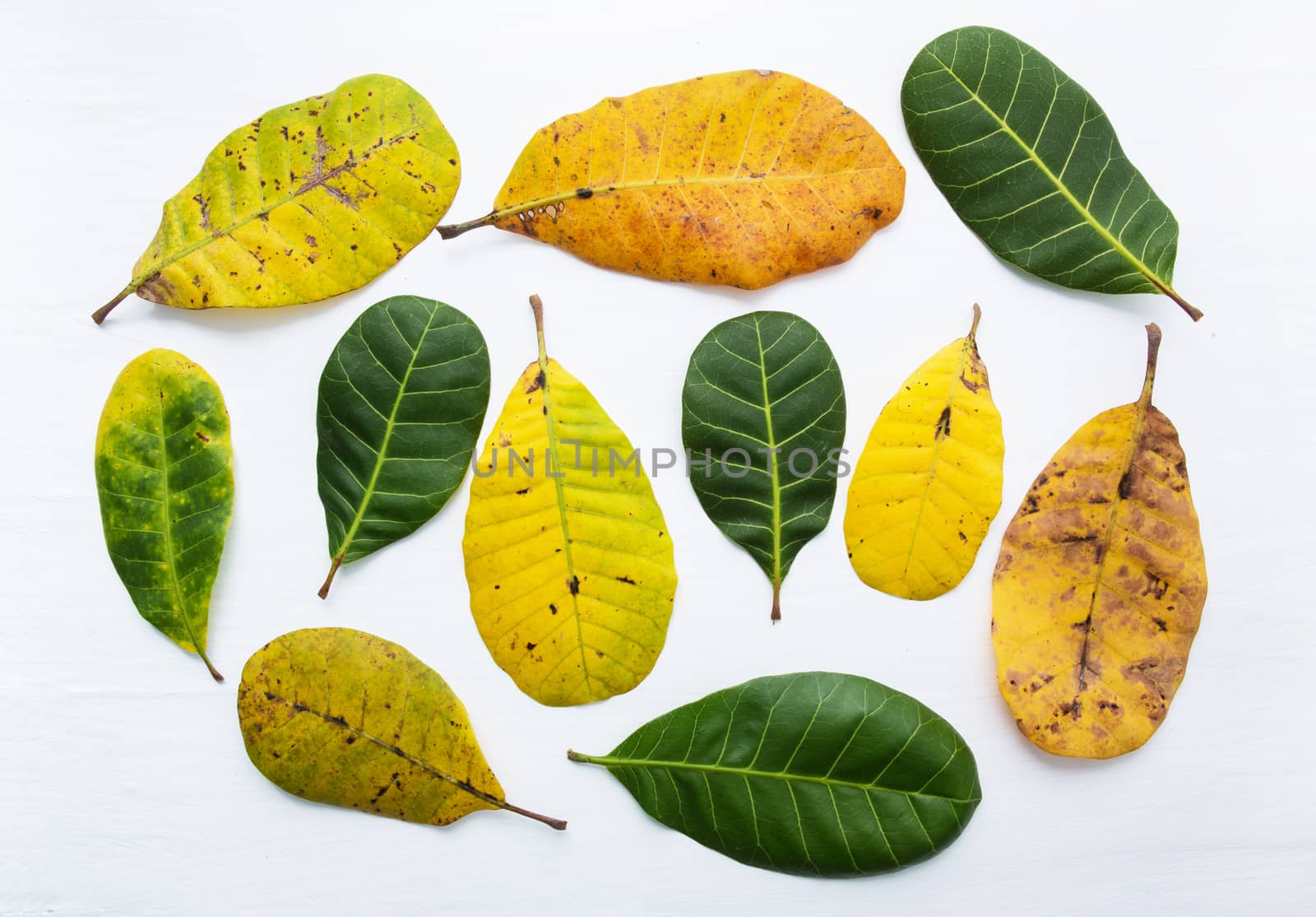 Green and yellow leaves of  Cashew on white background.  by Bowonpat