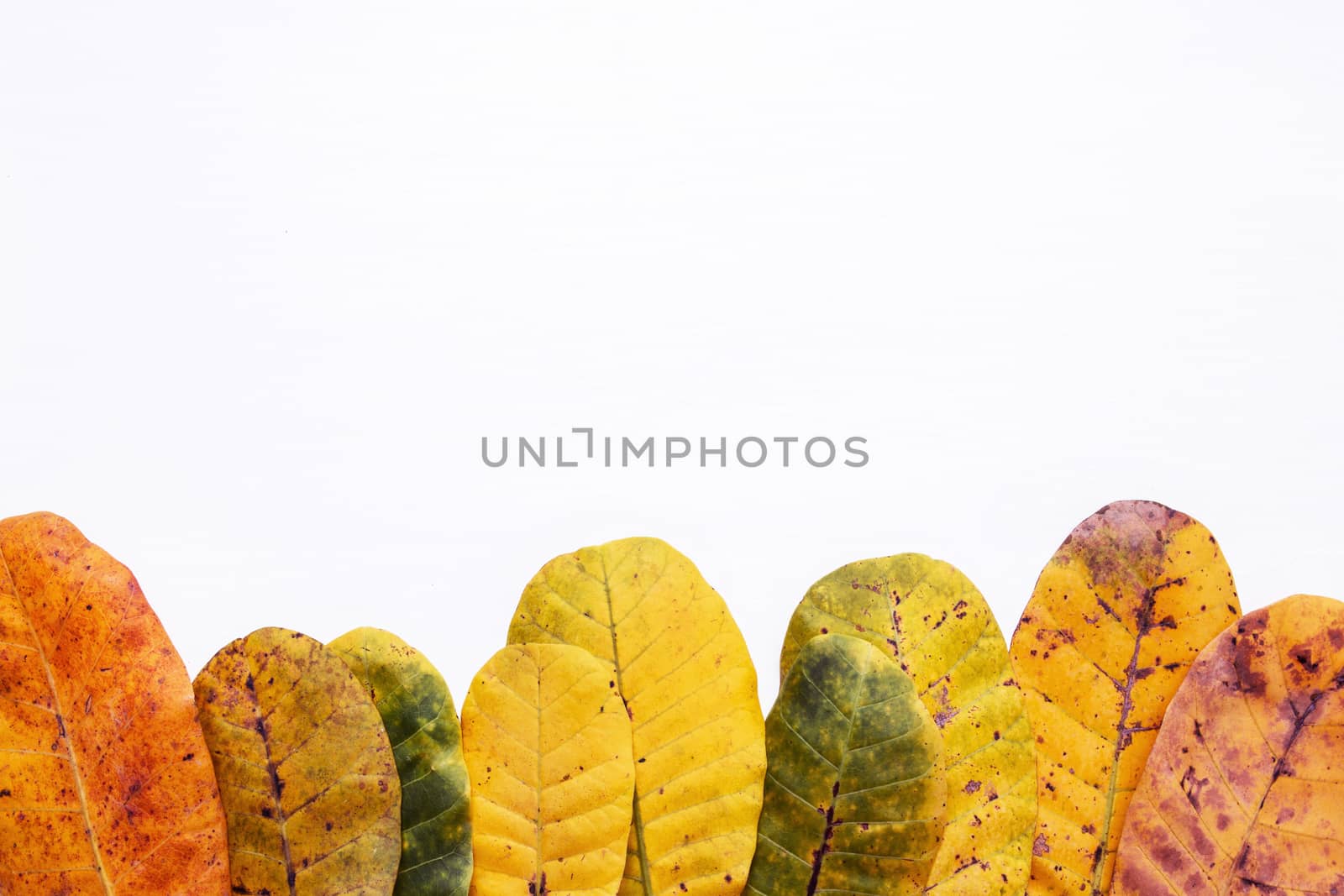 Green and yellow leaves of  Cashew on white background. With cop by Bowonpat