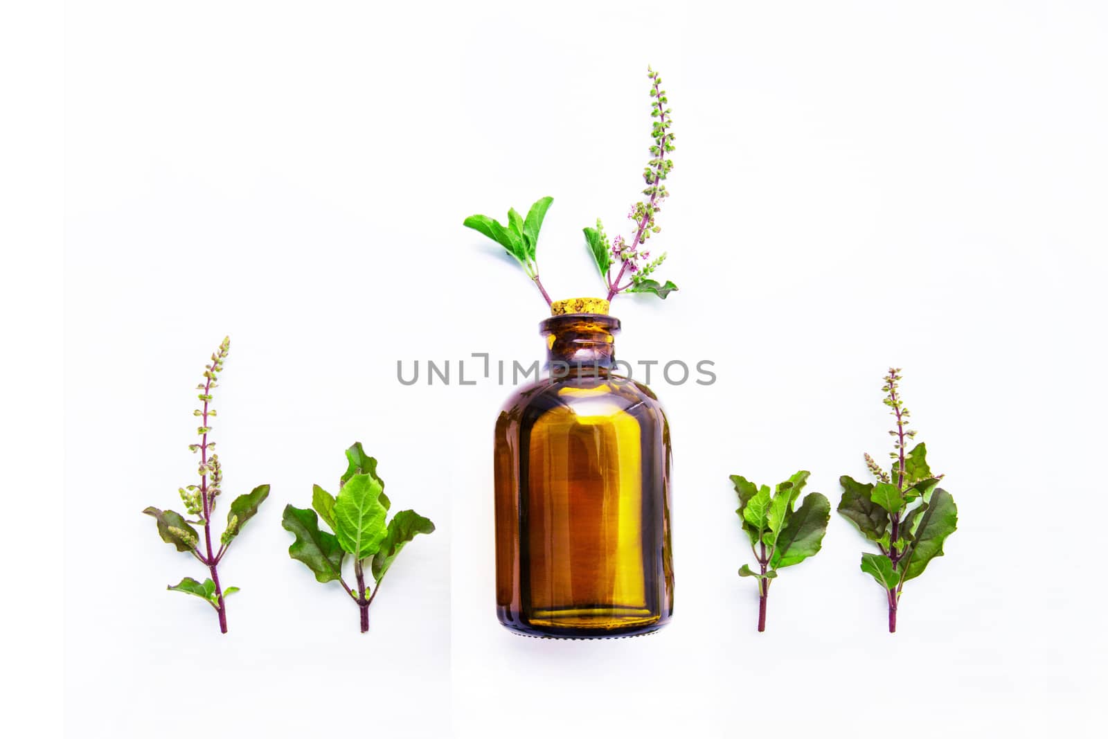 Holy Basil  Essential Oil in a Glass Bottle with Fresh Holy Basi by Bowonpat