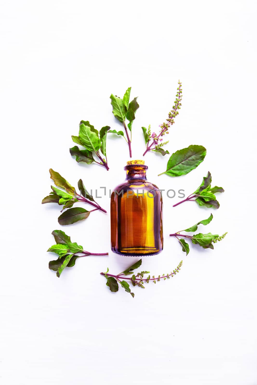 Holy Basil Essential Oil in a Glass Bottle with Fresh Holy Basil by Bowonpat