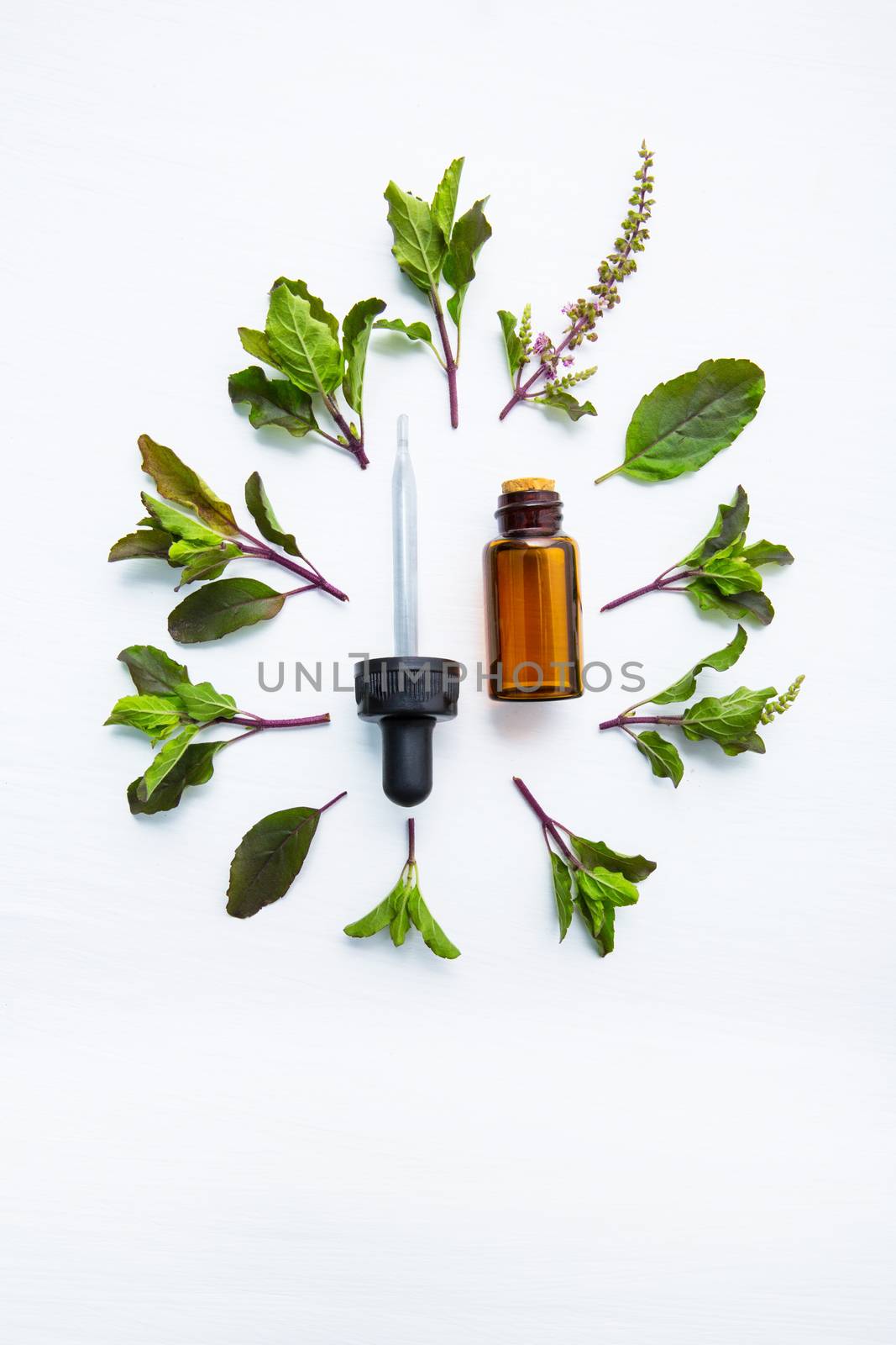 Holy Basil Essential Oil in a Glass Bottle with Fresh Holy Basil by Bowonpat