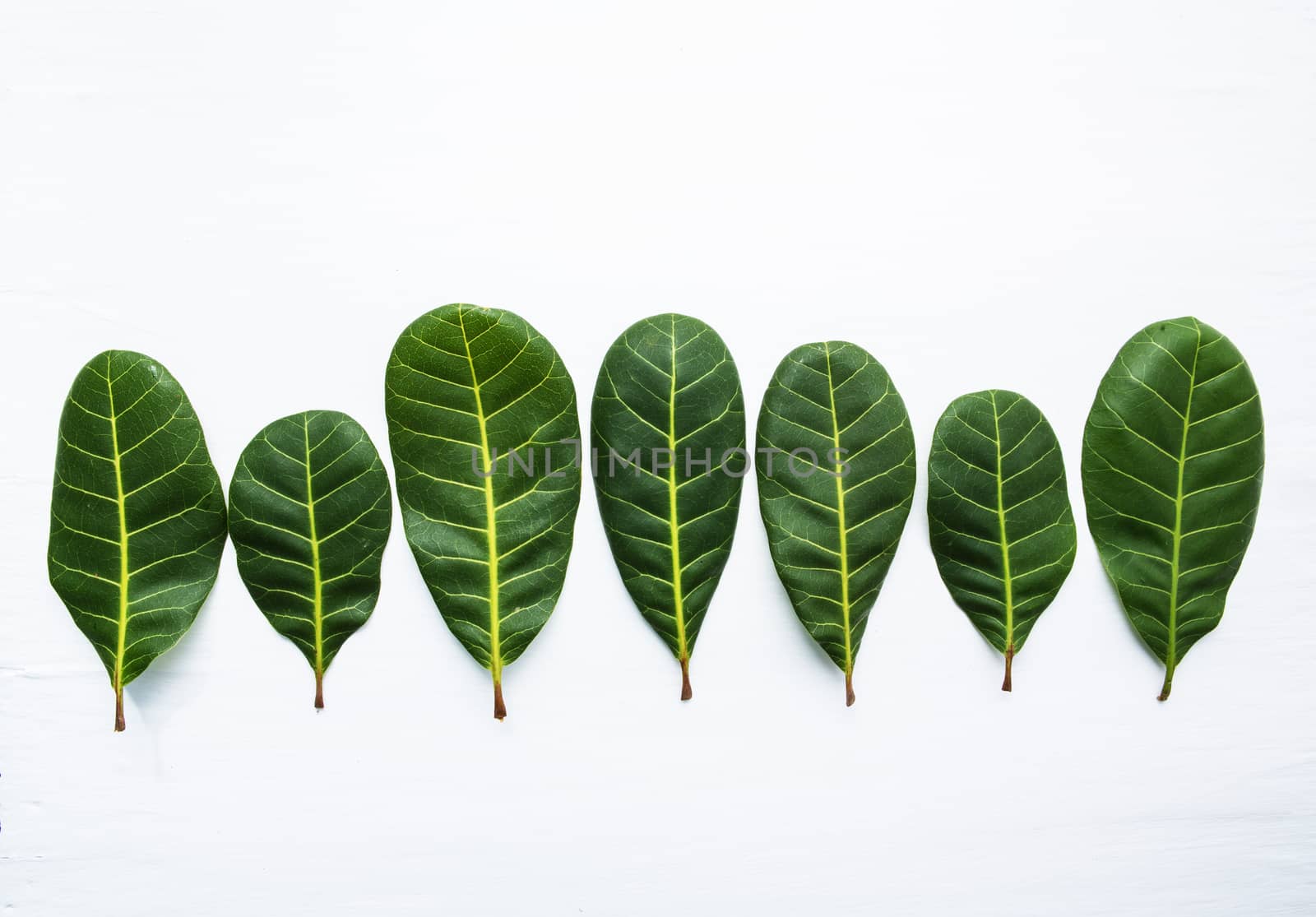 Green leaves yellow veins of  Cashew on white wooden background and copy space.