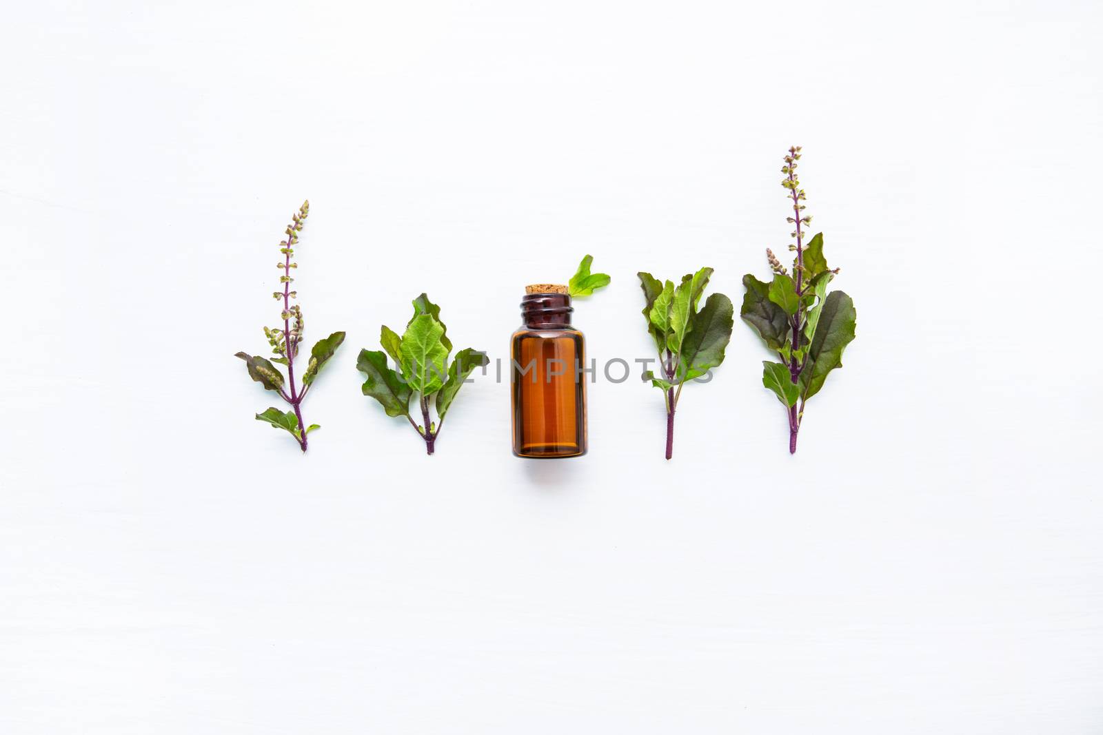 Holy Basil Essential, with Holy Basil  Leaves  on white wooden background.