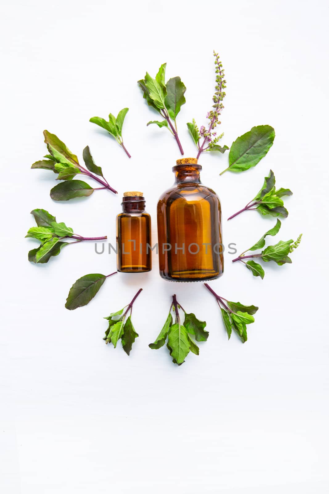 Holy Basil  Essential Oil in a Glass Bottle with Fresh Holy Basil white wooden  background.     