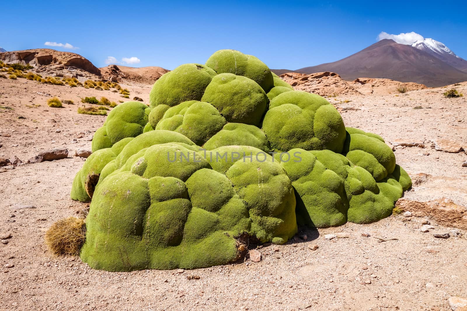 Rock covered with green moss in Bolivian sud lipez