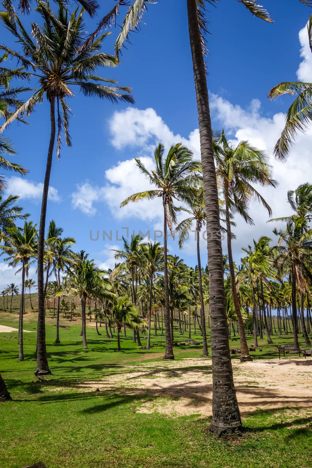 Palm trees on Anakena beach, easter island by daboost