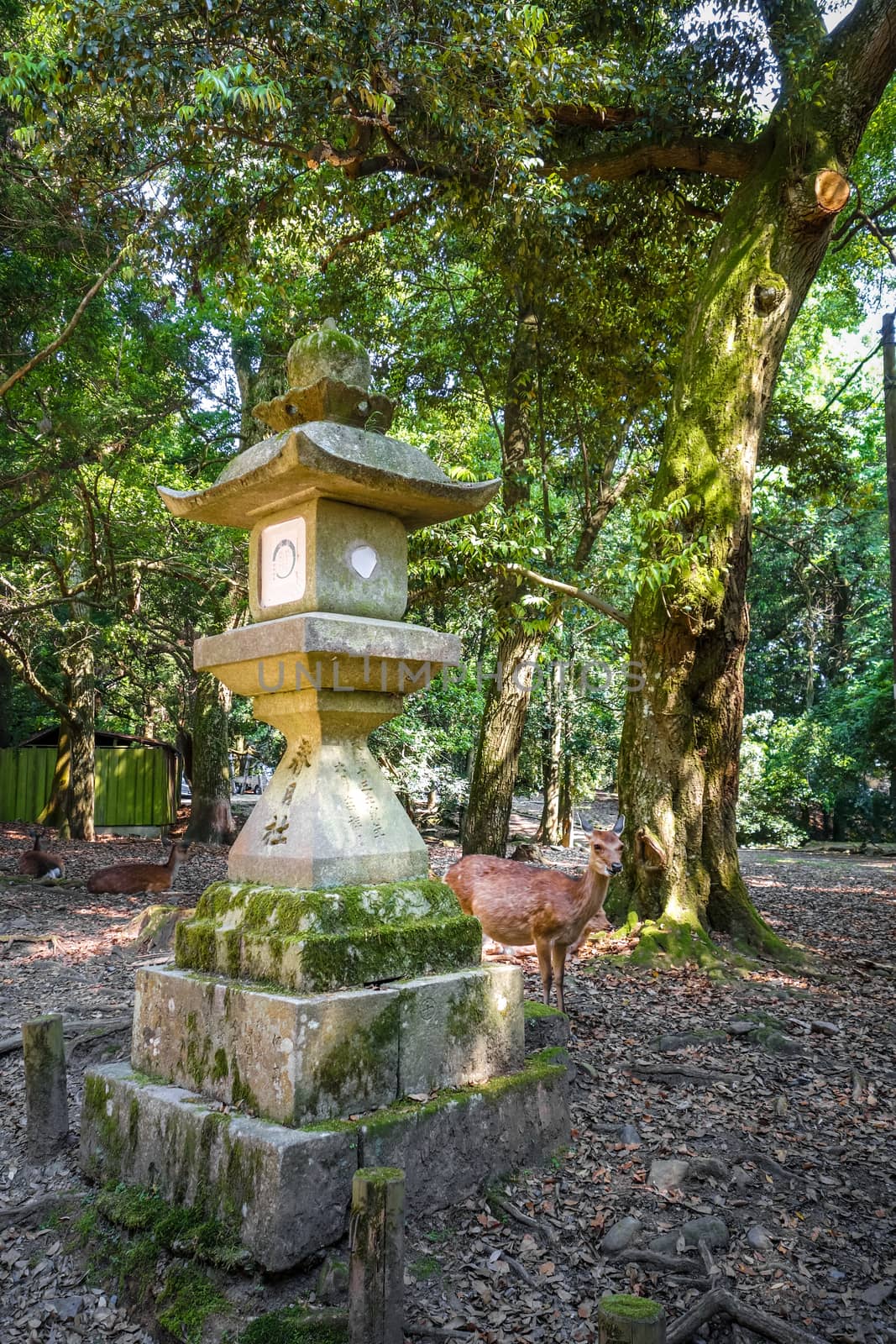 Sika deers in Kasuga-Taisha shrine, Nara Park, Japan