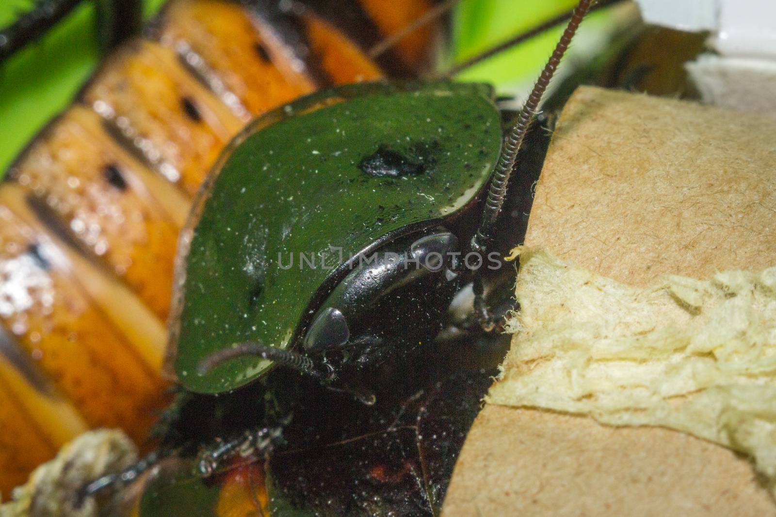 Madagascar hissing cockroaches macro photo close-up huge beetles