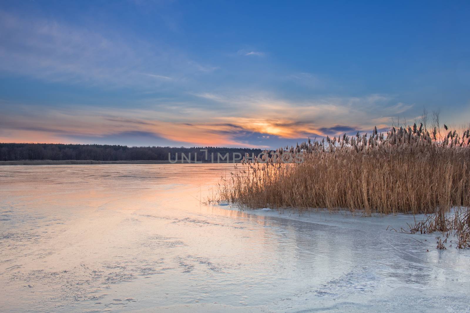 Winter paysage landscape of sunset evening iced frozen lake river and dry canes