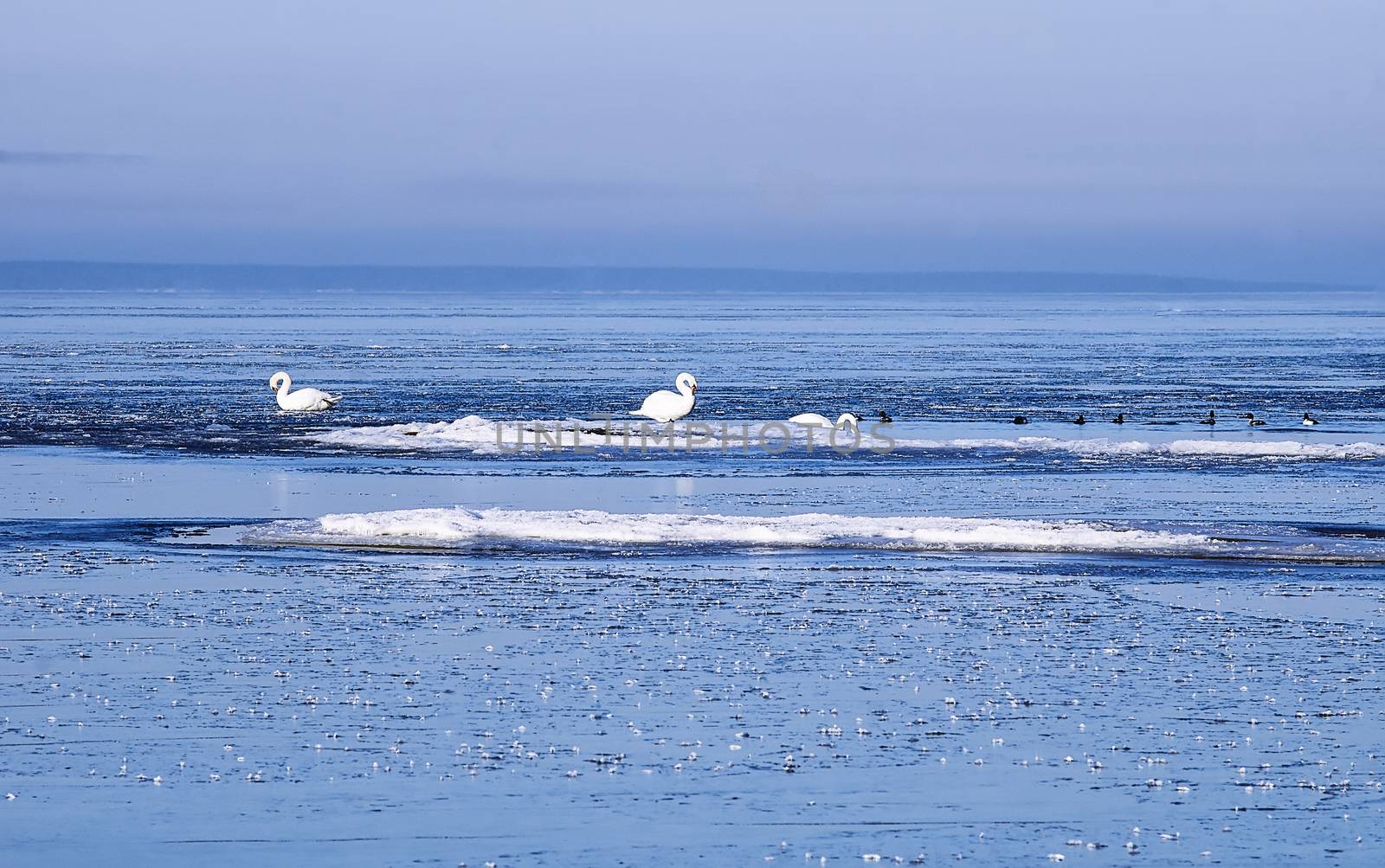 Mute swans in the ice floes of the Finnish Gulf of the Baltic Sea               