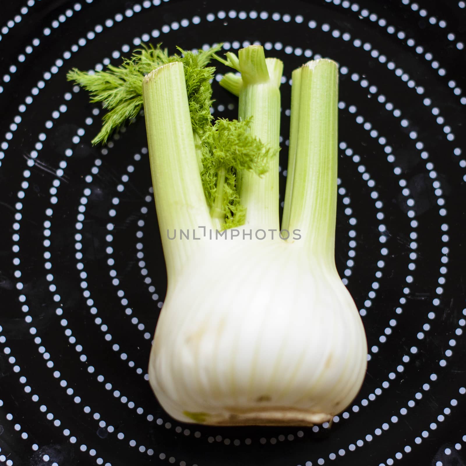 green and fresh fennel close up view