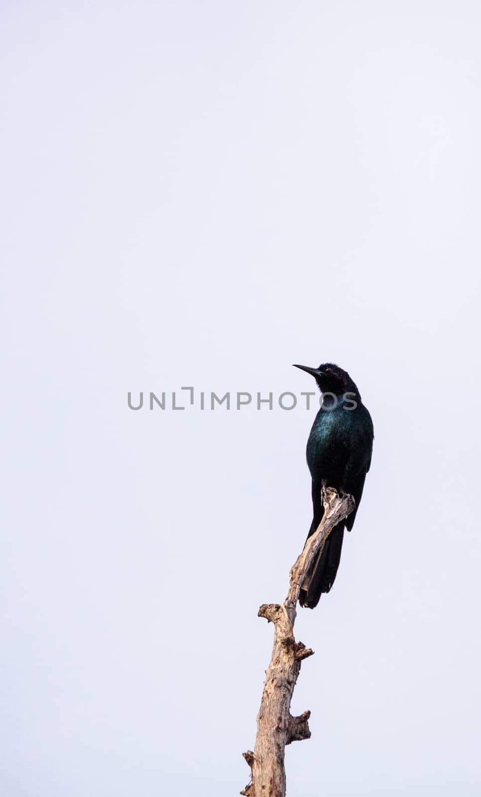 Common Grackle bird Quiscalus quiscula perches high in a tree in Naples, Florida