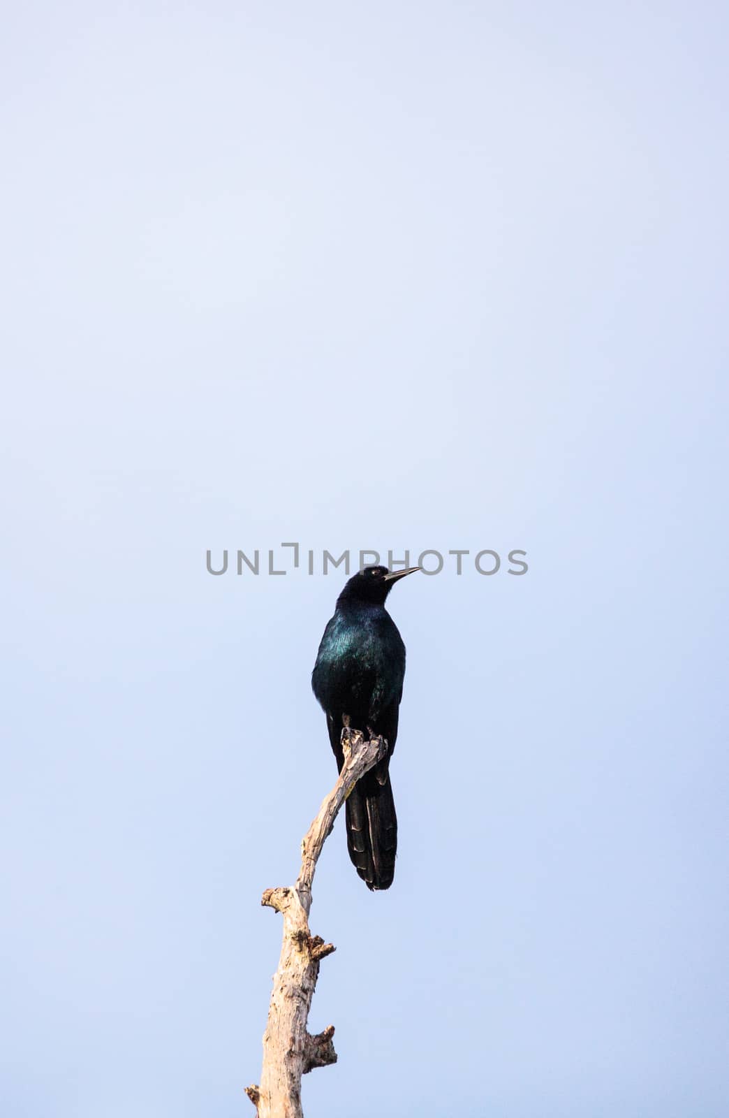 Common Grackle bird Quiscalus quiscula by steffstarr