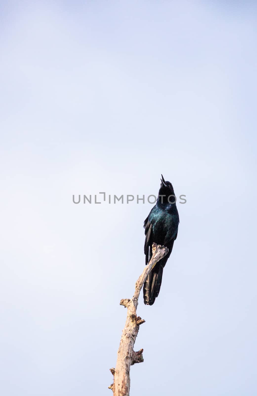 Common Grackle bird Quiscalus quiscula perches high in a tree in Naples, Florida