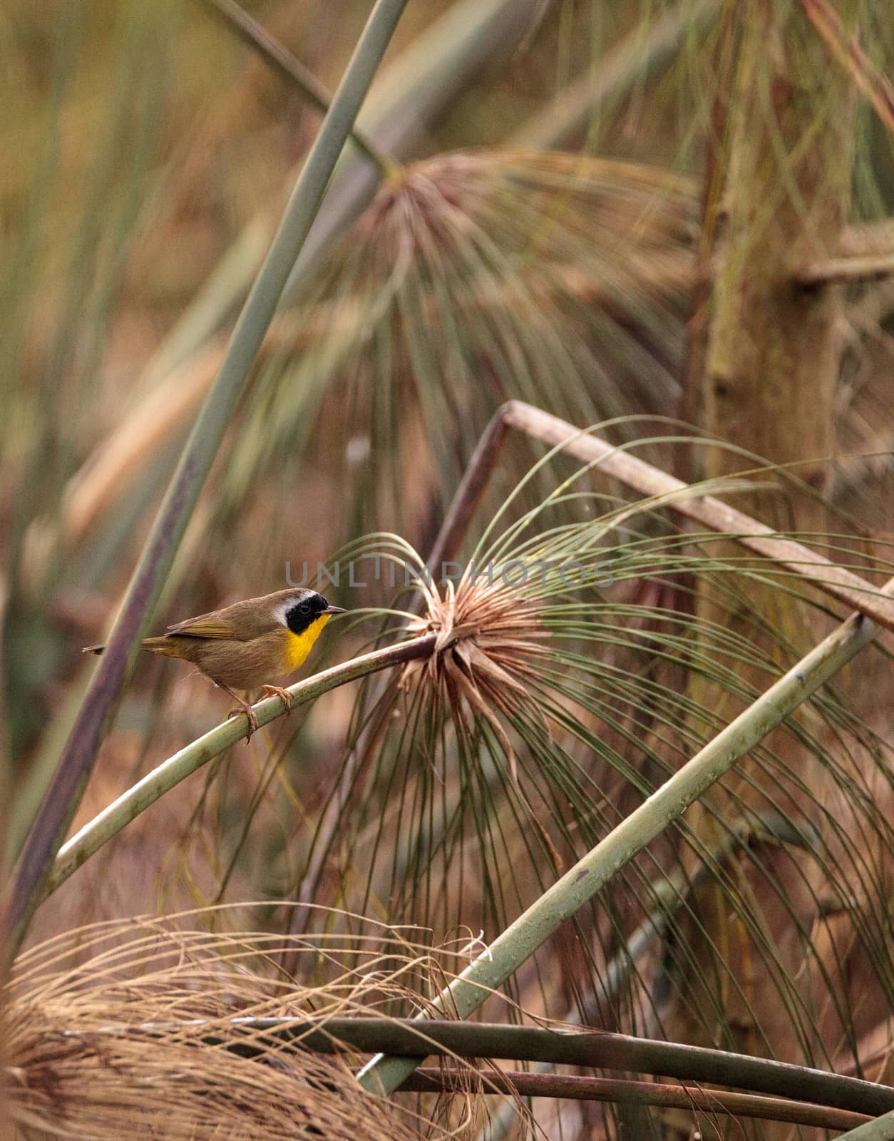 Common yellowthroat warbler Geothlypis trichas by steffstarr