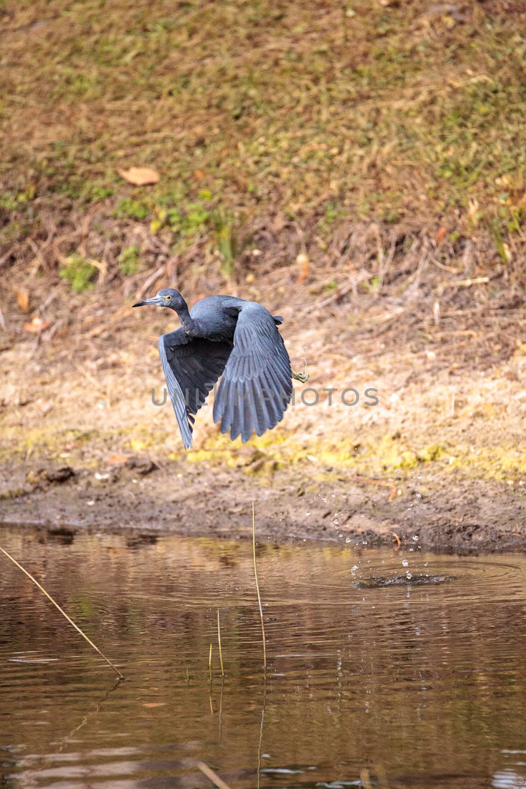 Little blue heron bird Egretta caerulea by steffstarr