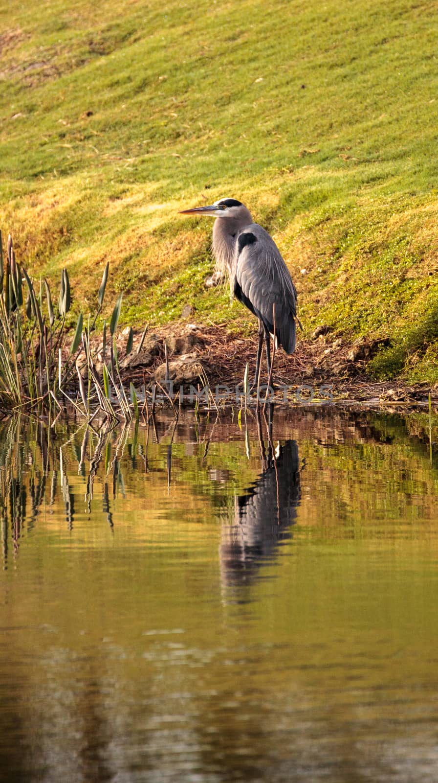 Great blue heron bird, Ardea herodias, in the wild, foraging in a marsh at the Fred C. Babcock and Cecil M. Webb Wildlife Management Area in Punta Gorda, Florida