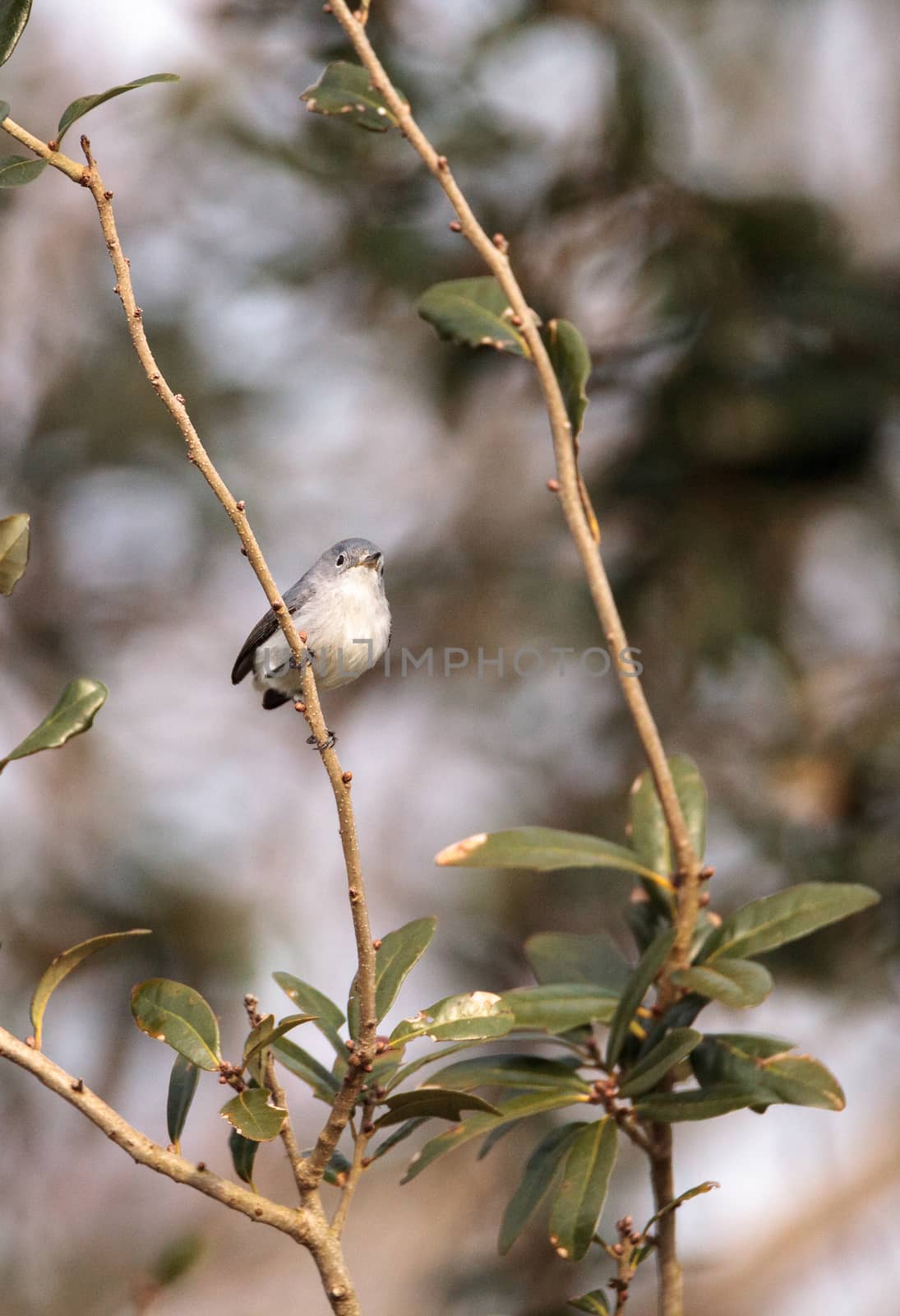 Grey catbird Dumetella carolinensis perches on a tree in Naples, Florida in winter.