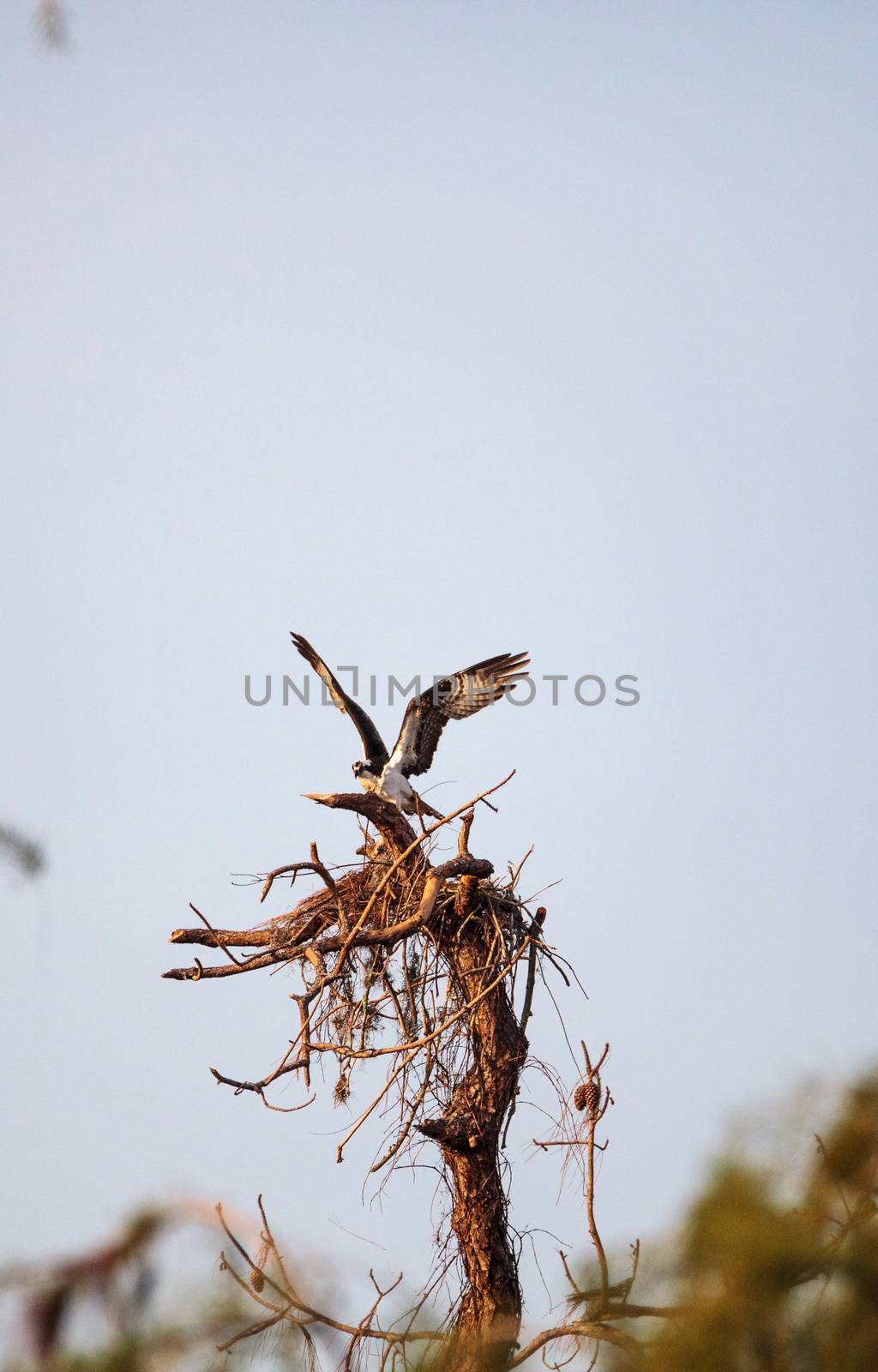 Osprey bird Pandion haliaetus builds its nest by steffstarr