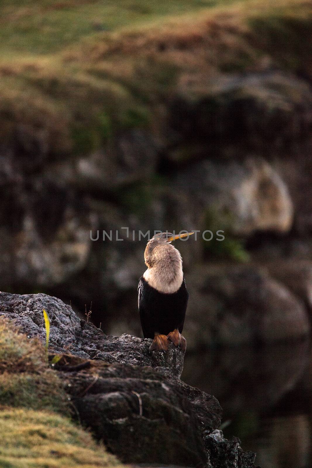 Male Anhinga bird called Anhinga anhinga by steffstarr