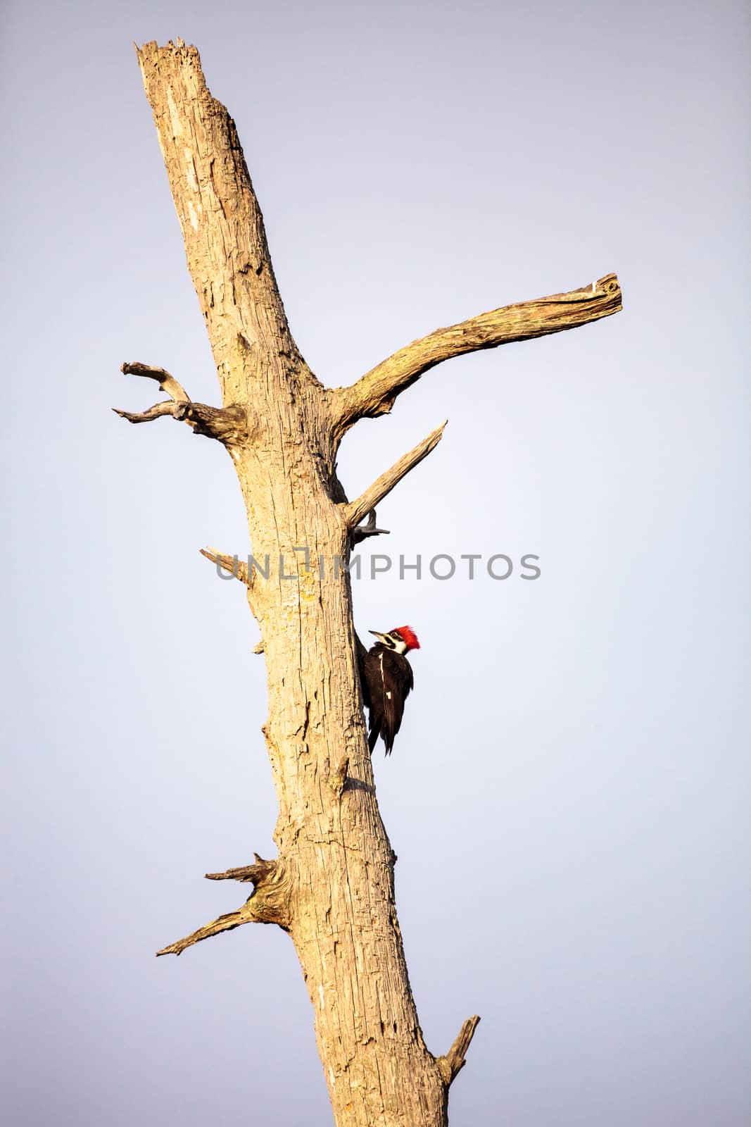 Male pileated woodpecker bird Dryocopus pileatus by steffstarr