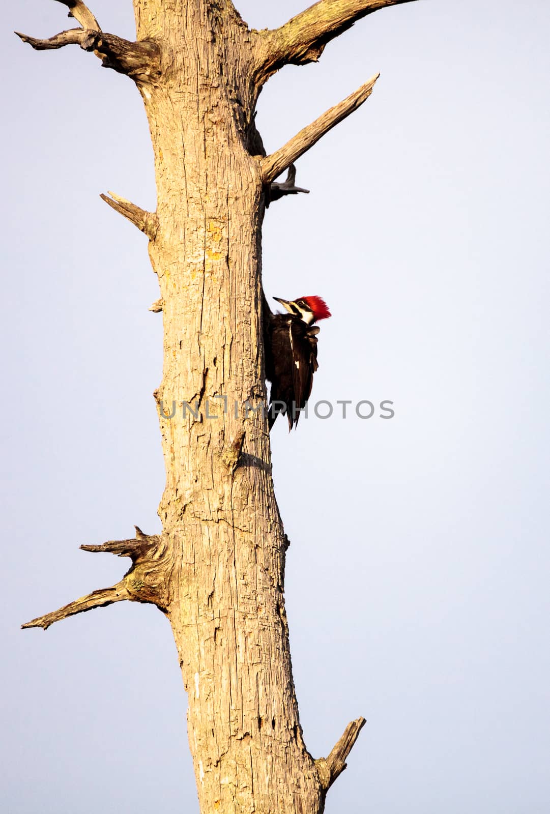 Male pileated woodpecker bird Dryocopus pileatus by steffstarr