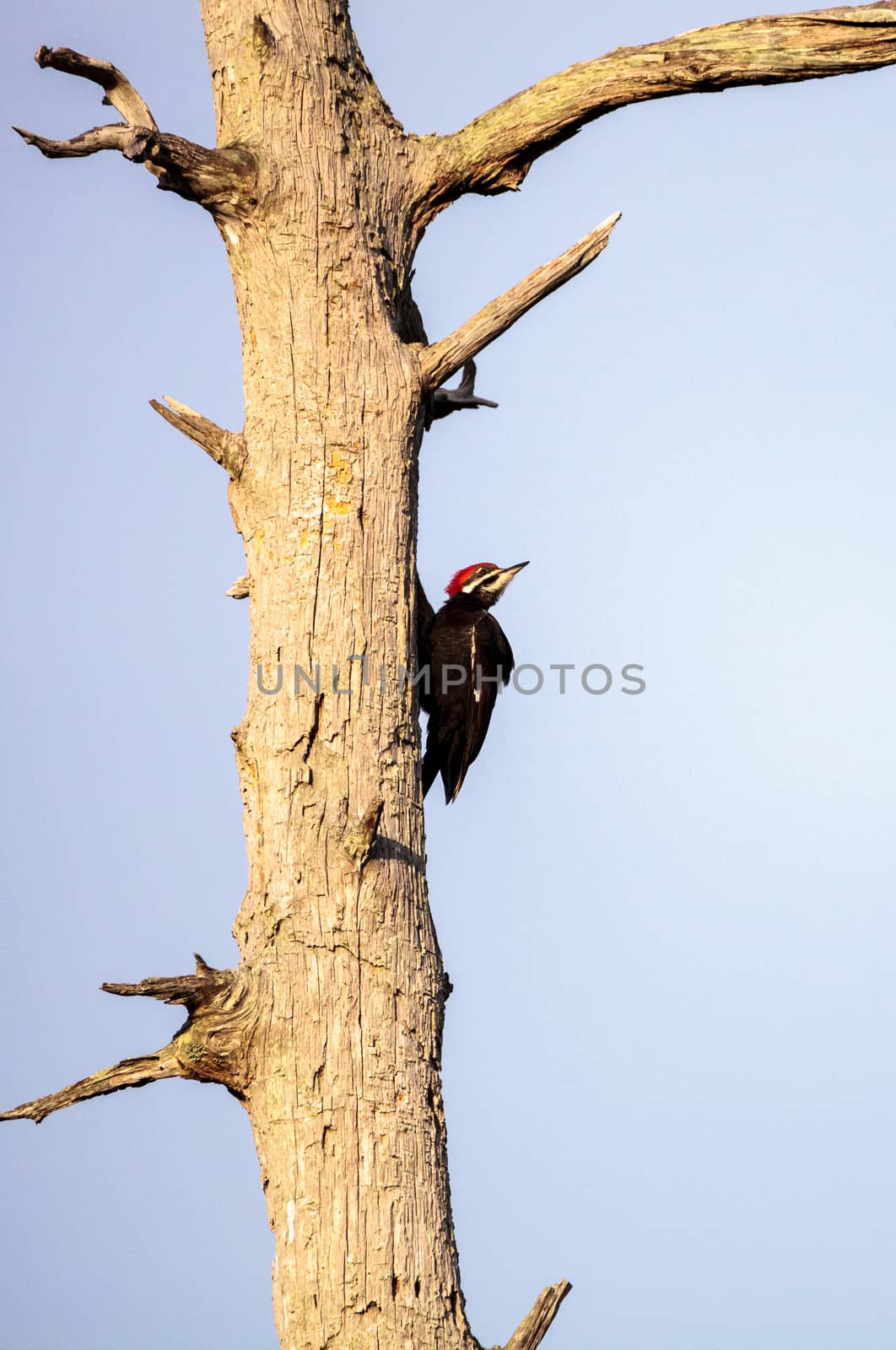 Male pileated woodpecker bird Dryocopus pileatus by steffstarr