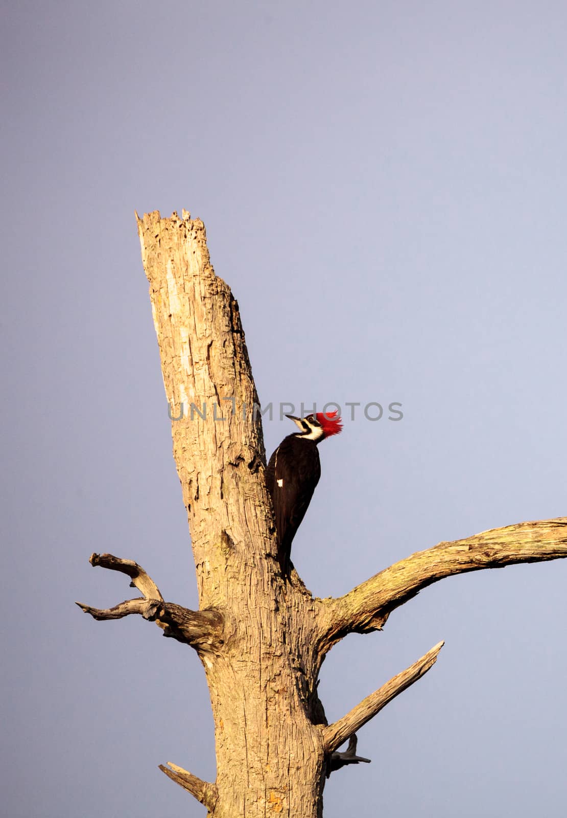 Male pileated woodpecker bird Dryocopus pileatus by steffstarr
