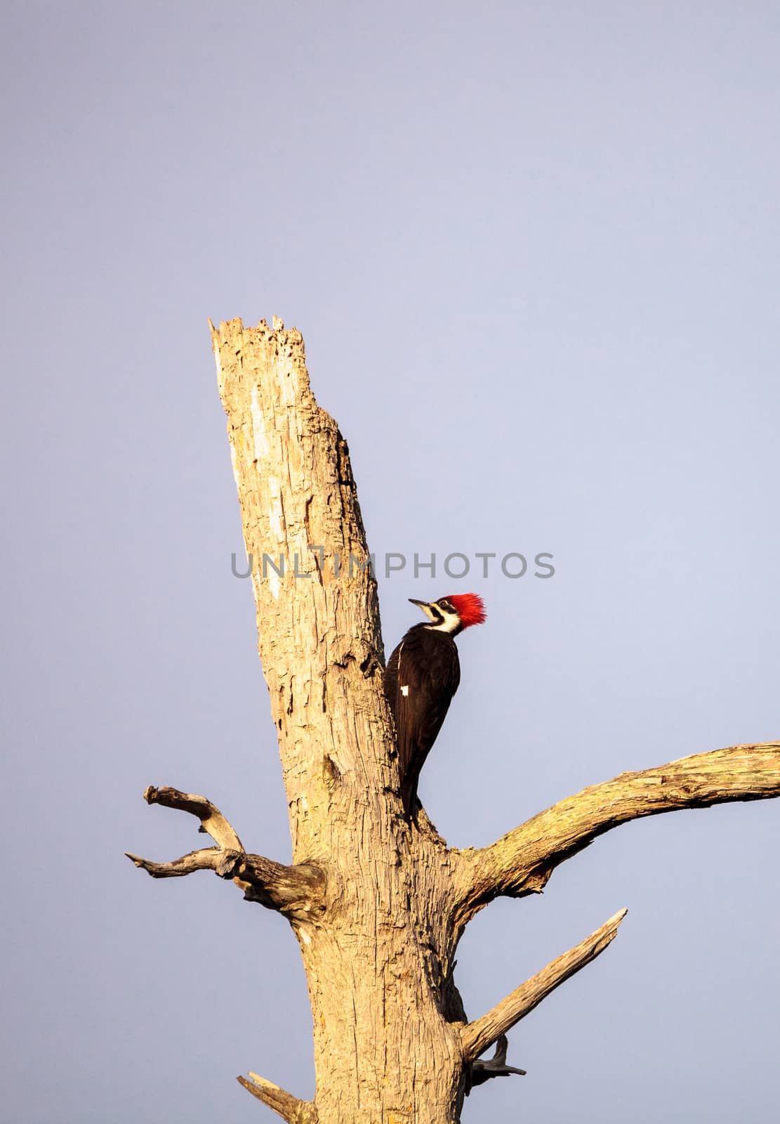 Male pileated woodpecker bird Dryocopus pileatus by steffstarr