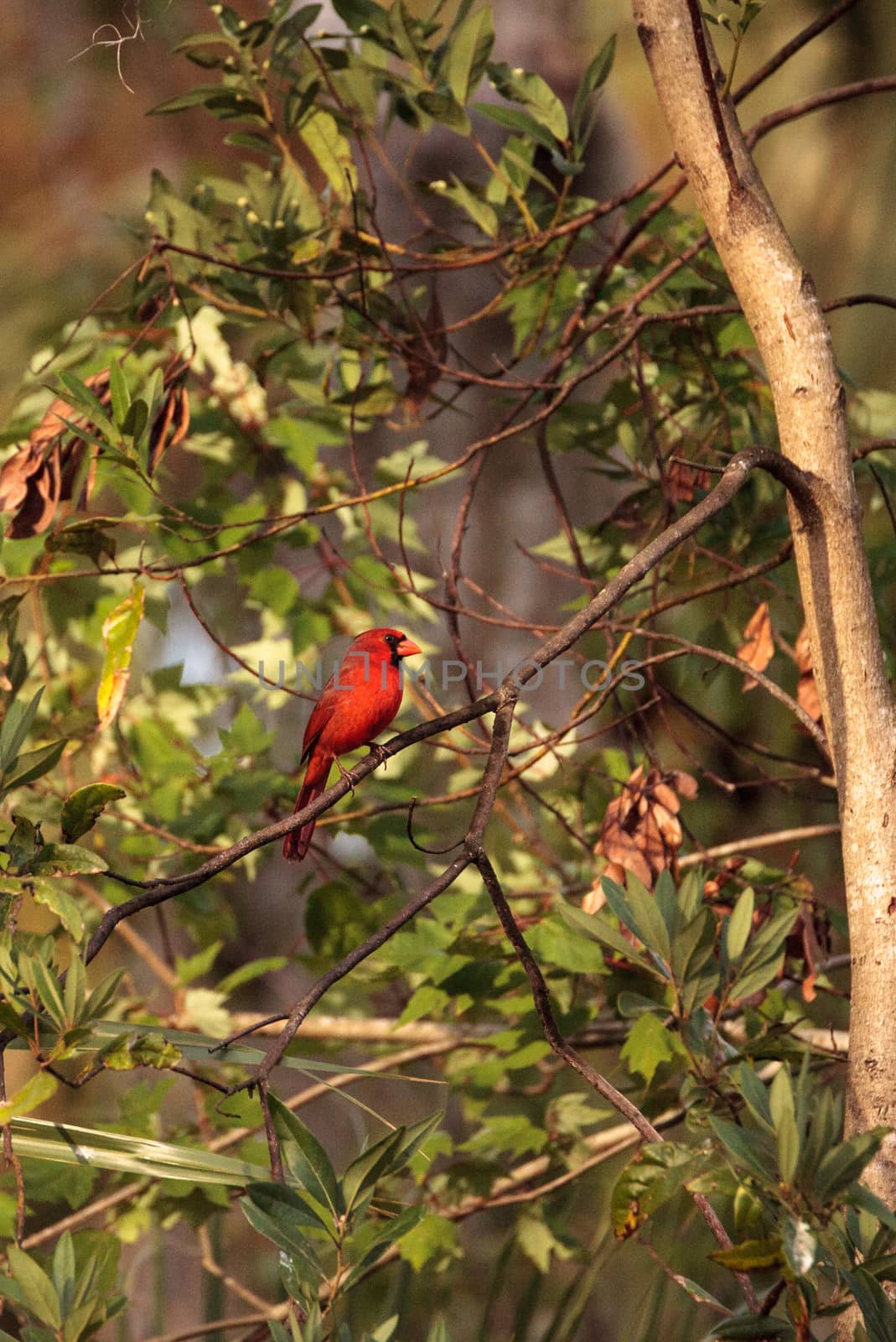 Male red Northern cardinal bird Cardinalis cardinalis perches on a tree in Naples, Florida