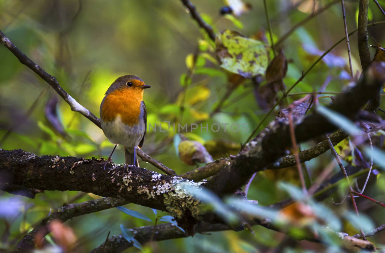 European robin, erithacus rubecula, redbreast, Geneva, Switzerland by Elenaphotos21