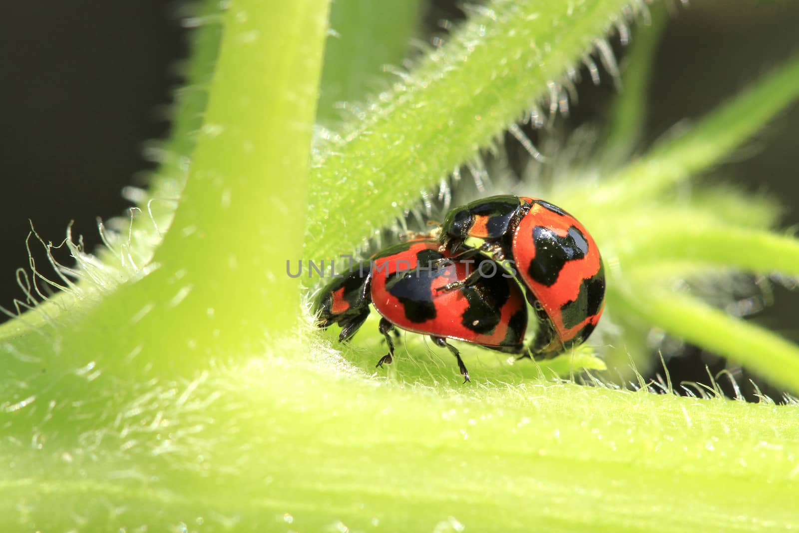 Ladybug mating in the gardens in close up