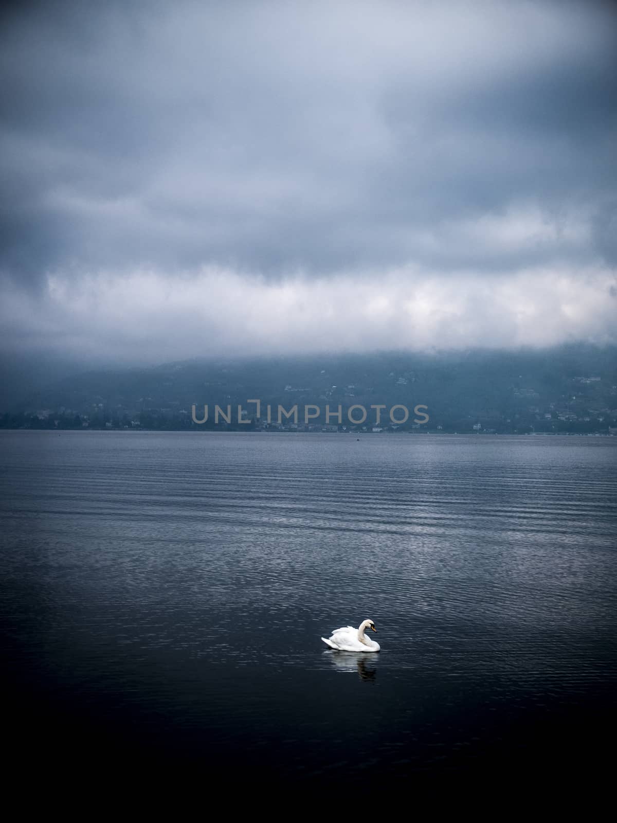 swans in Lake Maggiore in winter, Ispra, Lombardy, Italy