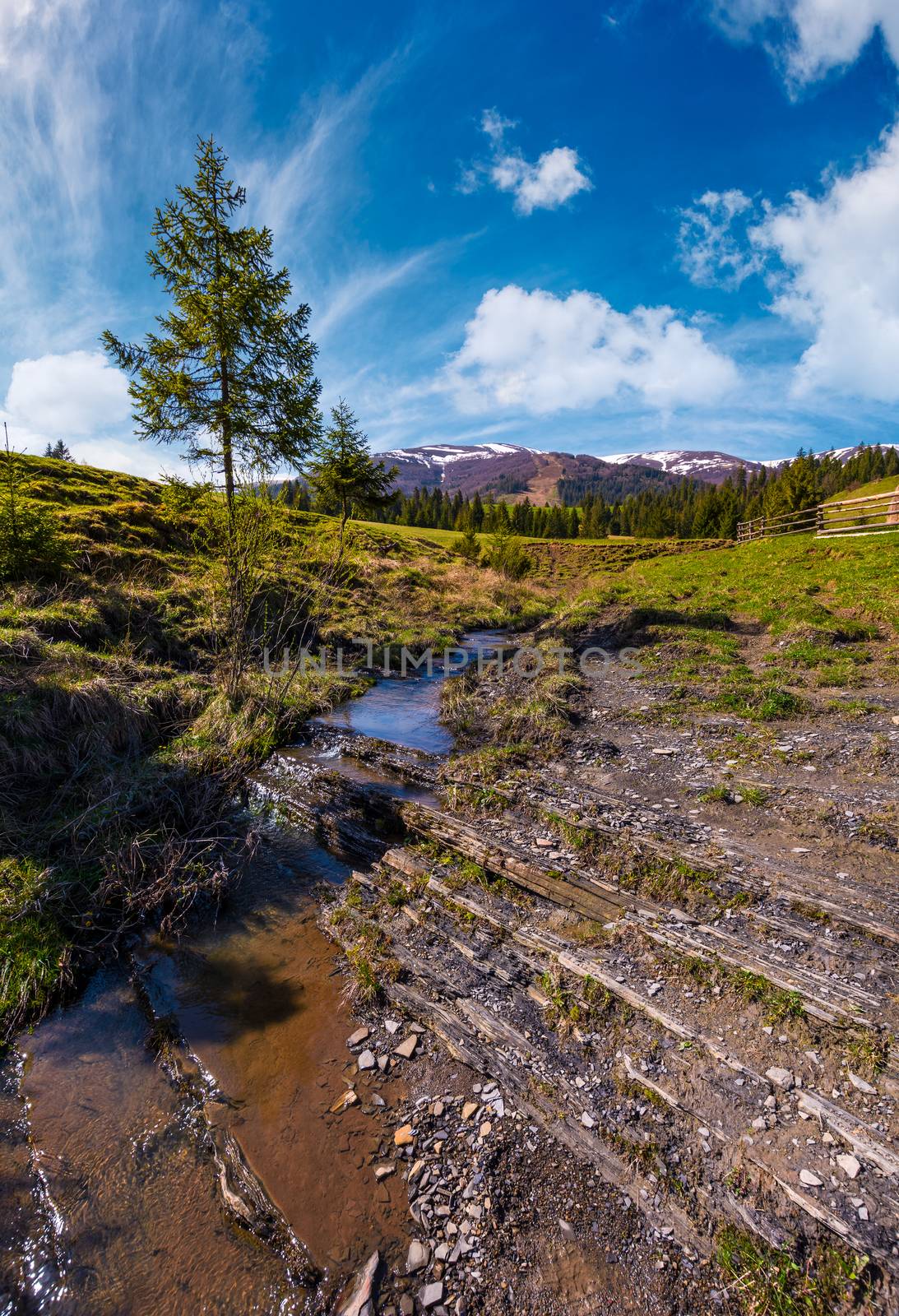 spruce tree and small brook in mountains by Pellinni