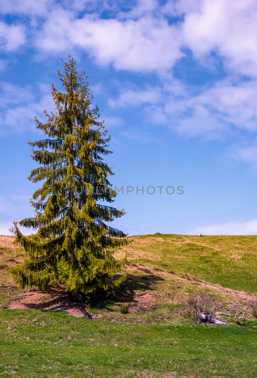 tall spruce tree on the grassy hillside by Pellinni