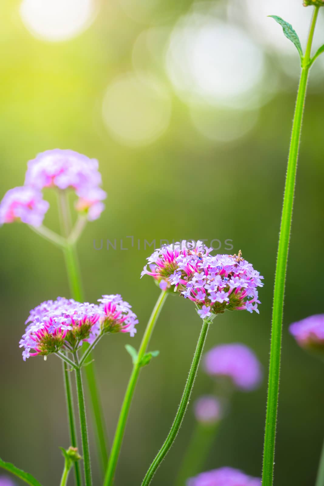 The background image of the colorful flowers, background nature