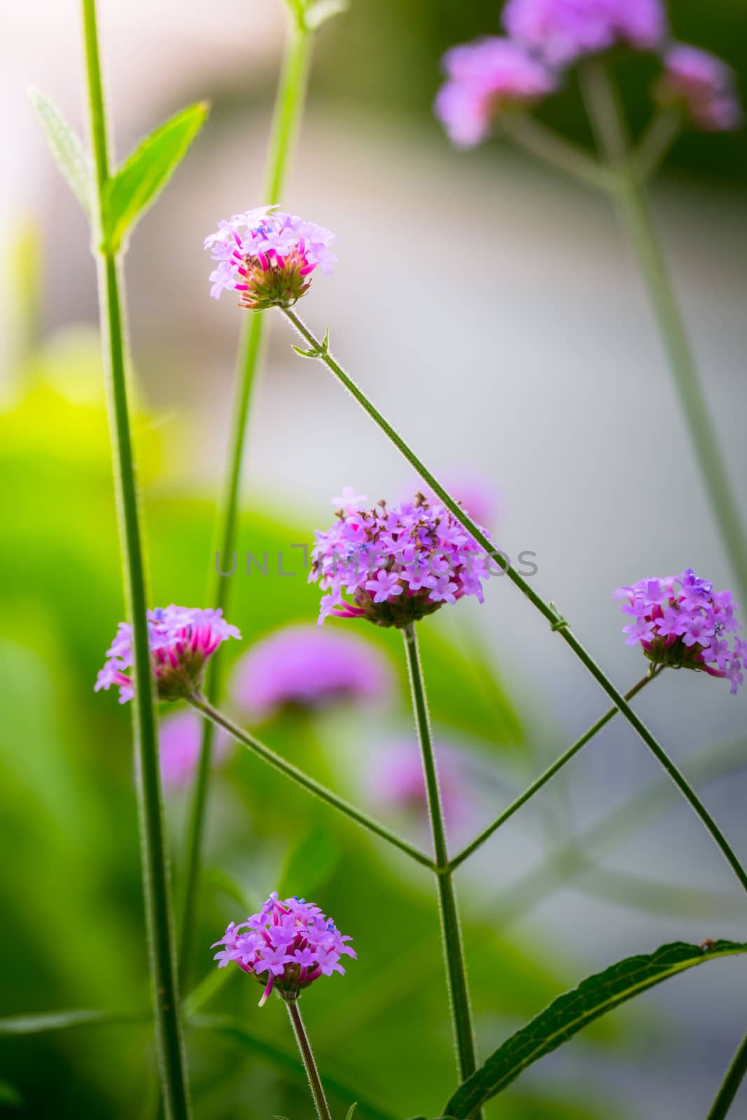 The background image of the colorful flowers, background nature