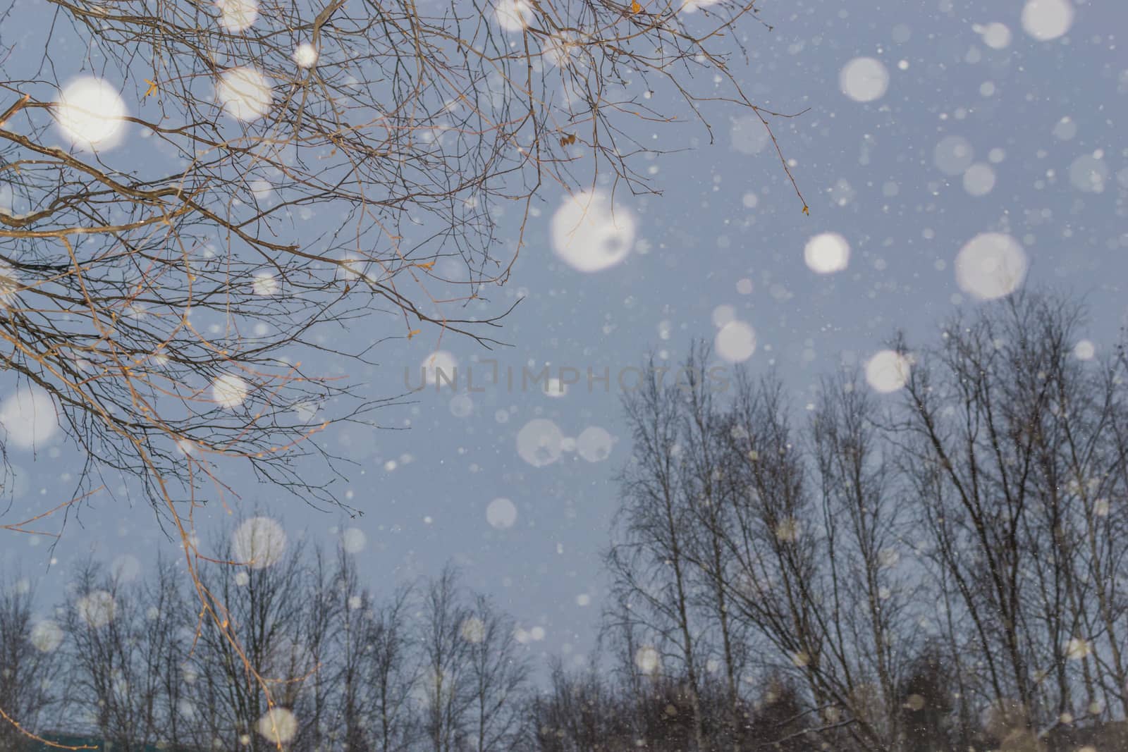 the snow and trees by darksoul72