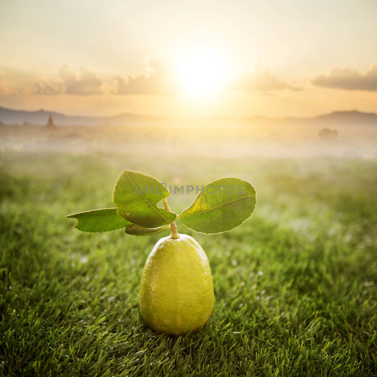 Fresh organic lemon with leaves on green lawn background, morning sunrise in farm, imperfect insect bites, pesticide free.