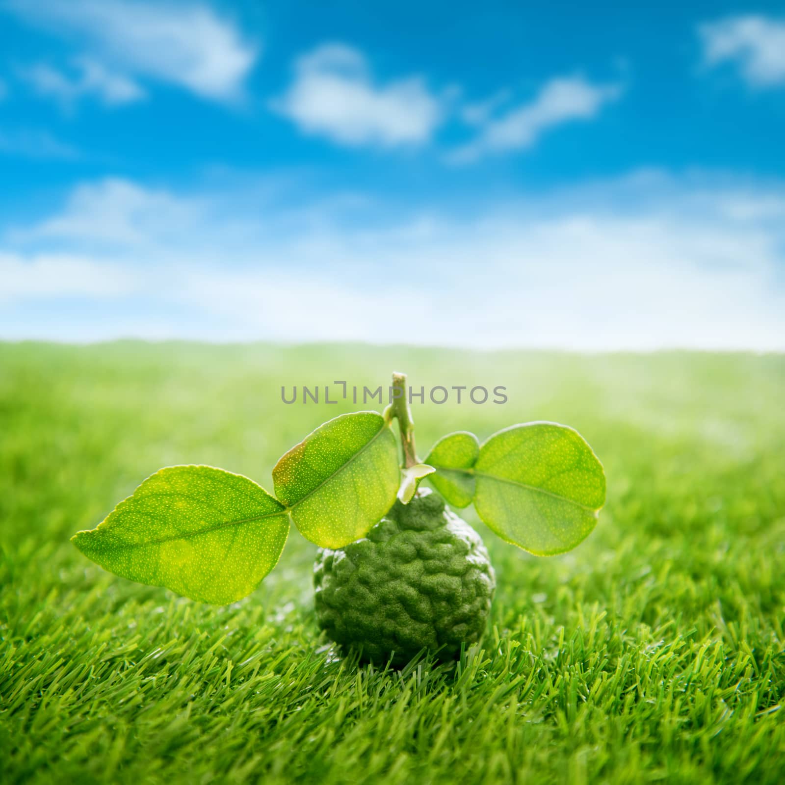 Pesticide free fresh organic kaffir lime with leaves on green lawn, blue sky background.