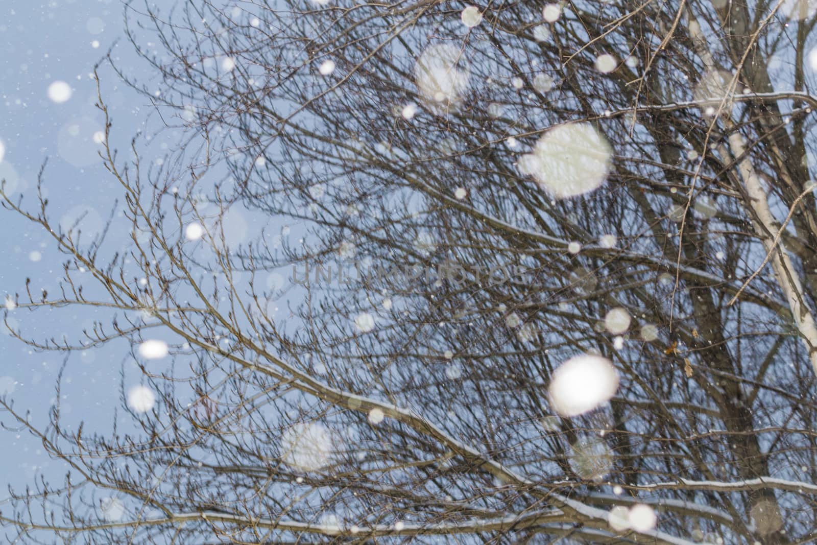 snow and trees and snow falls from the sky and the city