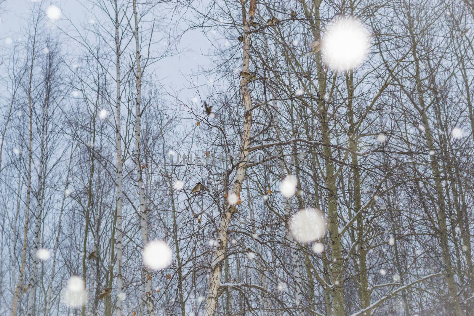 snow and trees and snow falls from the sky and the city