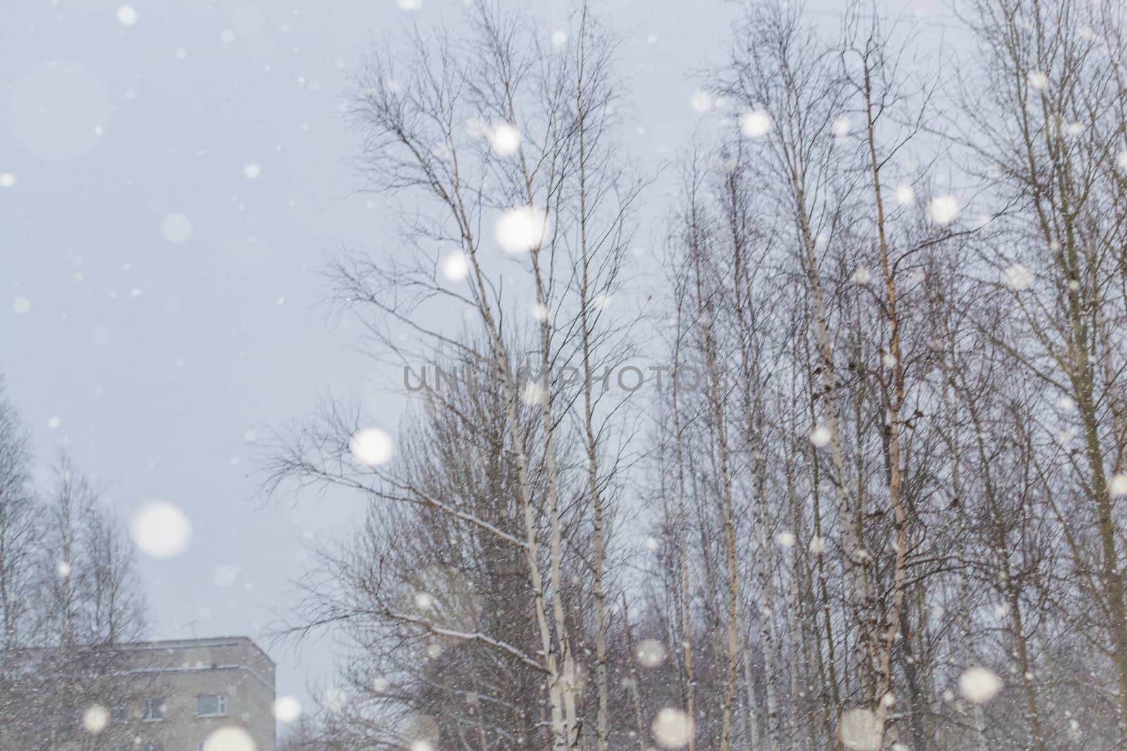 snow and trees and snow falls from the sky and the city