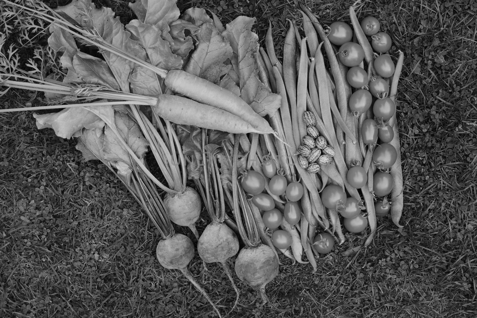 Selection of fresh produce from vegetable garden - carrots, runner beans, beets, cucamelons and ripe tomatoes - monochrome processing