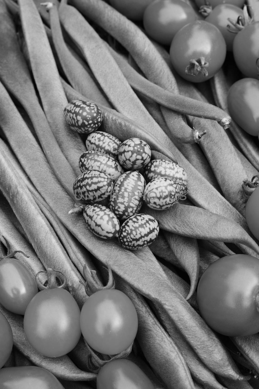 Cucamelons and tomatoes on a bed of long runner beans - monochrome processing