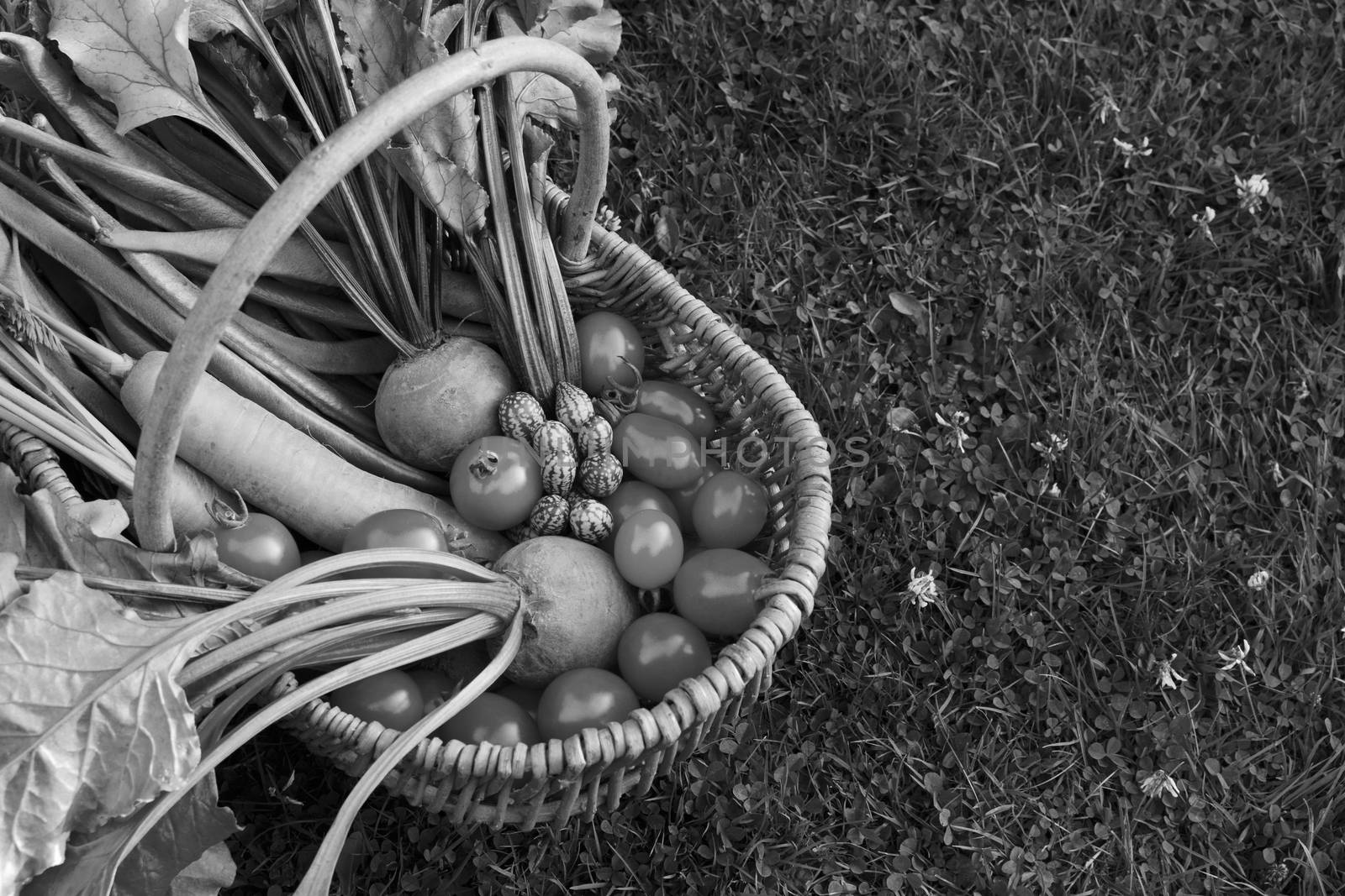 Rustic woven basket filled with fresh vegetables from an allotment - carrots, beets, tomatoes and cucamelons - with copy space on grass - monochrome processing