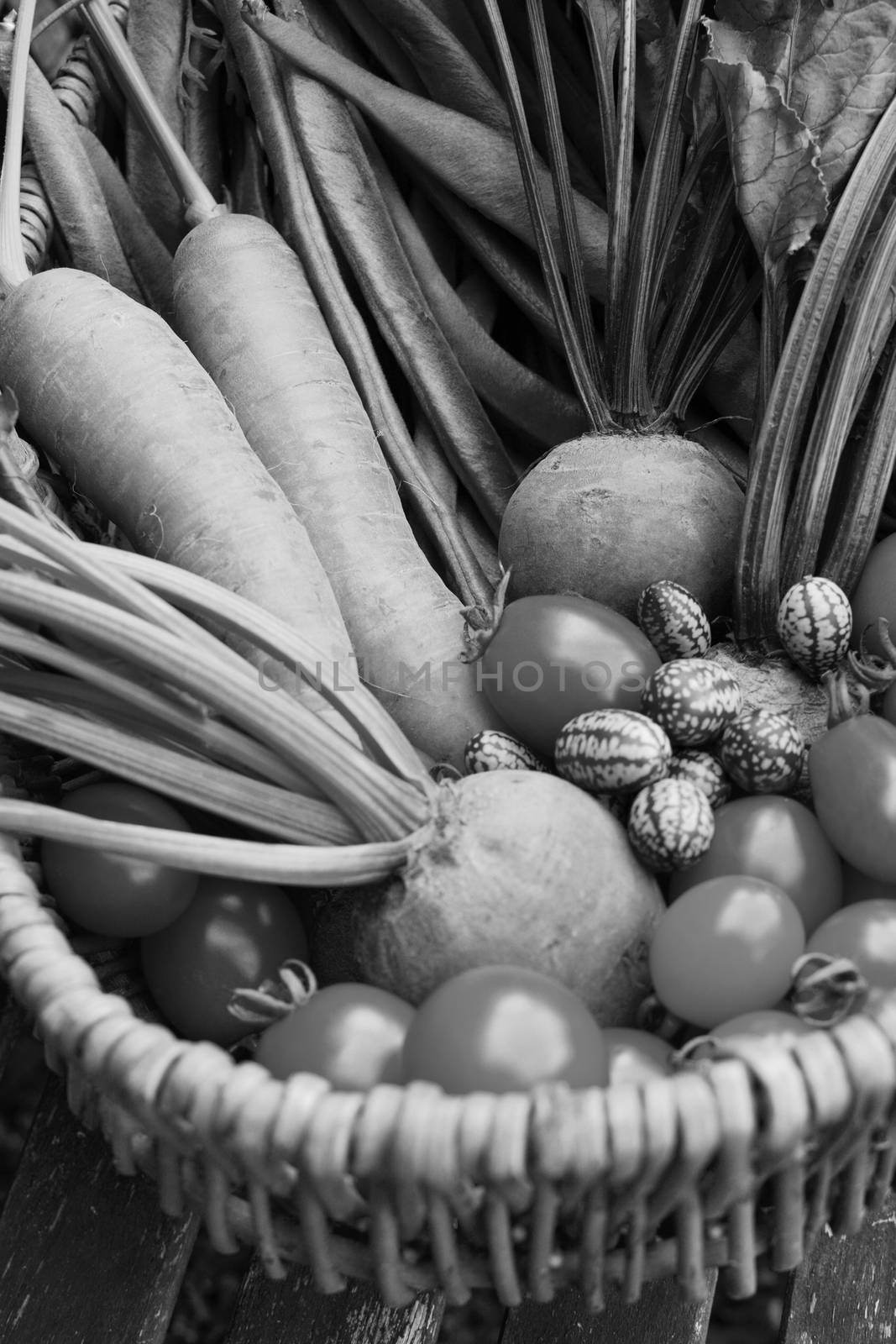 Fresh produce from a vegetable garden gathered in a rustic wicker basket - carrots, beetroot, beans, cucamelons and tomatoes - monochrome processing