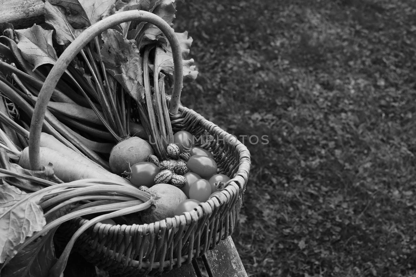 Woven basket filled with freshly harvested vegetables from an allotment sits on a wooden garden bench; copy space on grass - monochrome processing