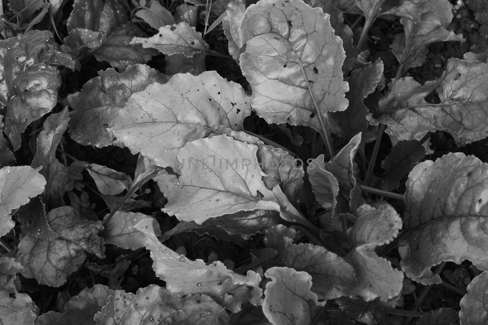 Dense foliage of beetroot plants; lush bright leaves - monochrome processing